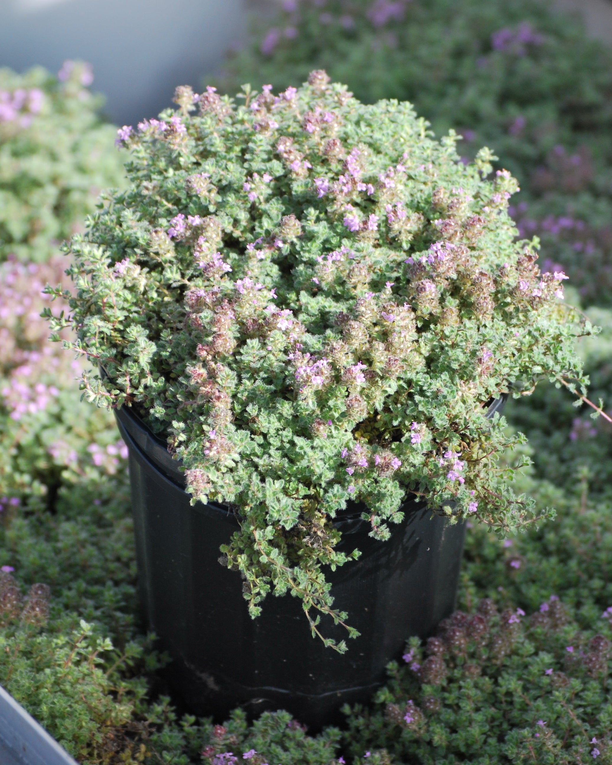 Thymus pseudolanuginosus (Woolly Thyme) – Perennial Farm Marketplace