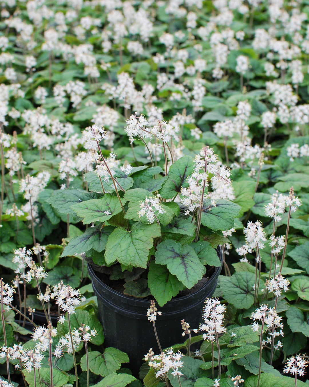 Tiarella cordifolia 'Brandywine' (Foam Flower)