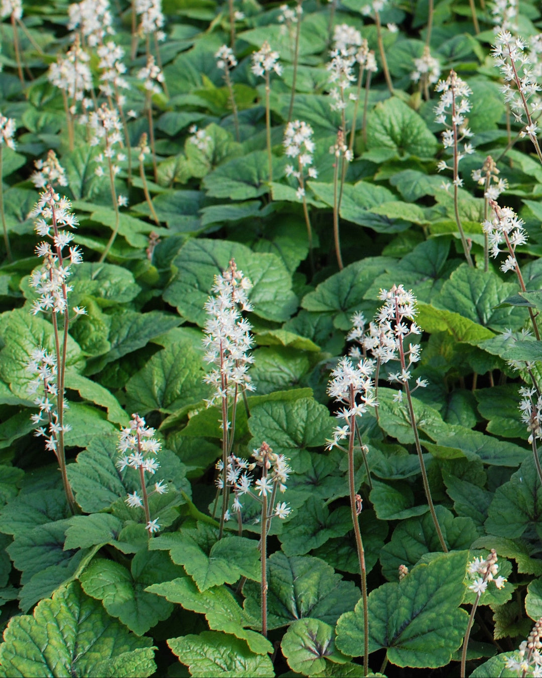 Tiarella cordifolia 'Brandywine' (Foam Flower)