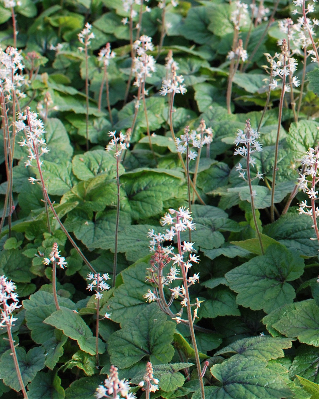 Tiarella cordifolia 'Brandywine' (Foam Flower)