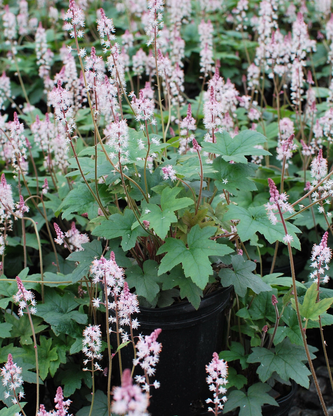 Tiarella cordifolia 'Oakleaf' (Foam Flower)