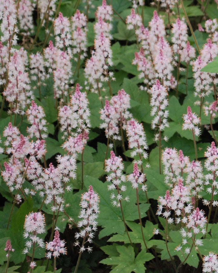 Tiarella cordifolia 'Oakleaf' (Foam Flower)