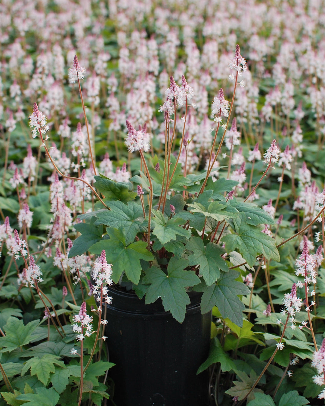 Tiarella cordifolia 'Oakleaf' (Foam Flower)