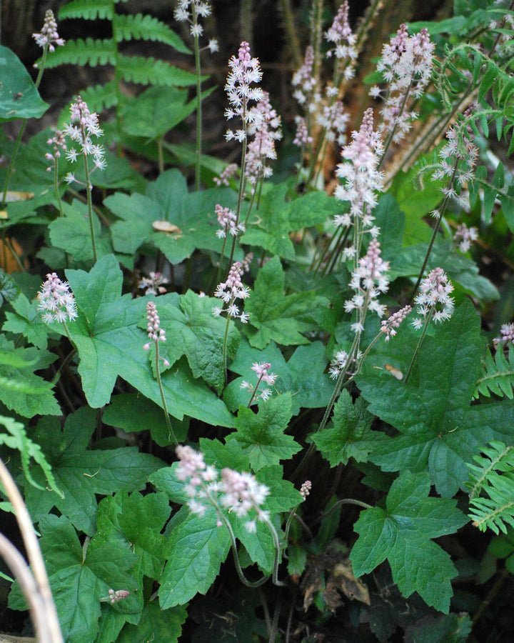 Tiarella cordifolia 'Oakleaf' (Foam Flower)