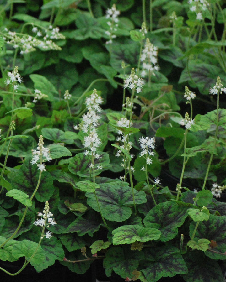 Tiarella cordifolia 'Running Tapestry' (Foam Flower)