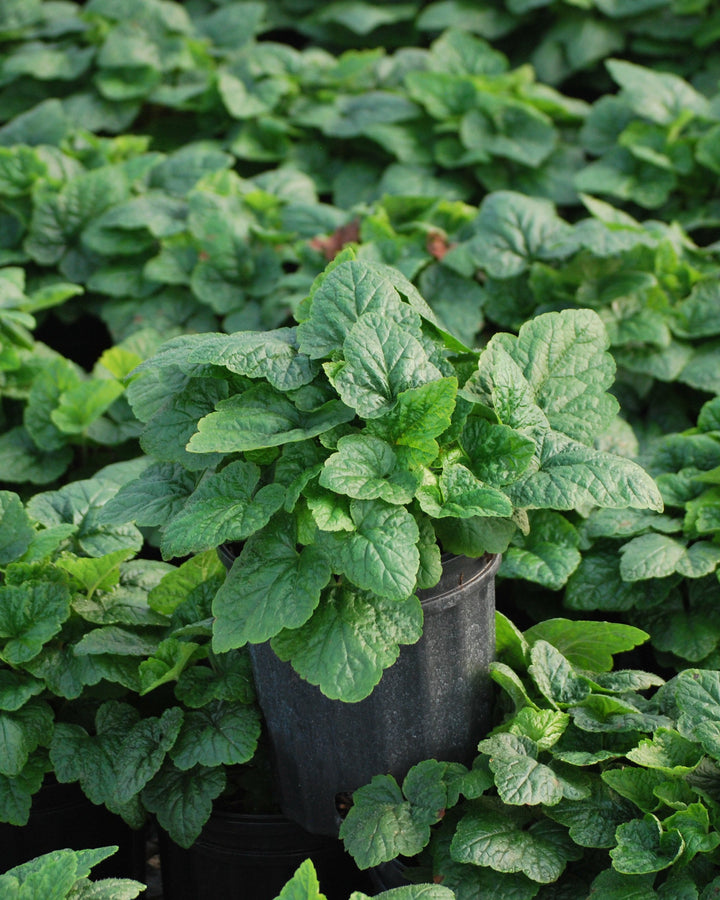Tiarella cordifolia 'Brandywine' (Foam Flower)