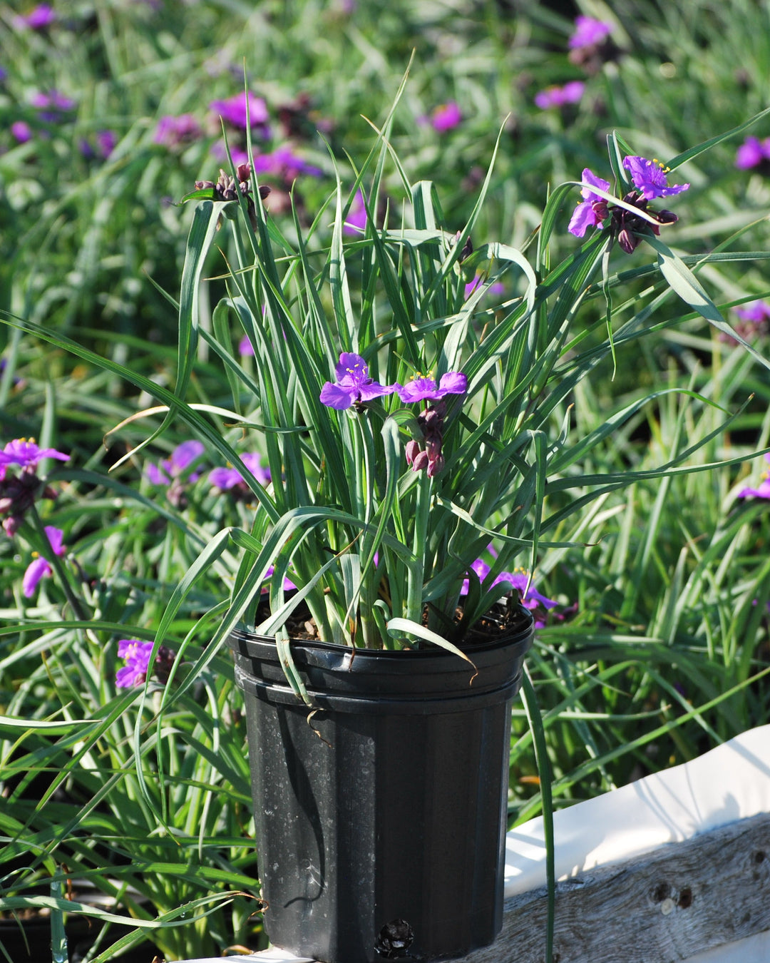 Tradescantia 'Concord Grape' (Spiderwort)