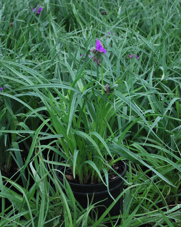 Tradescantia 'Concord Grape' (Spiderwort)