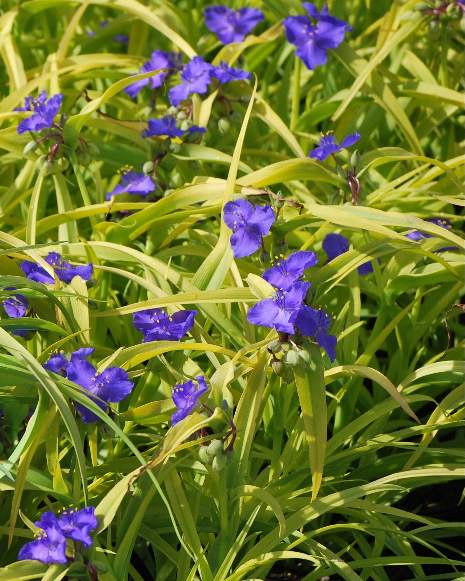 Tradescantia andersoniana 'Sweet Kate' (Spiderwort) – Perennial