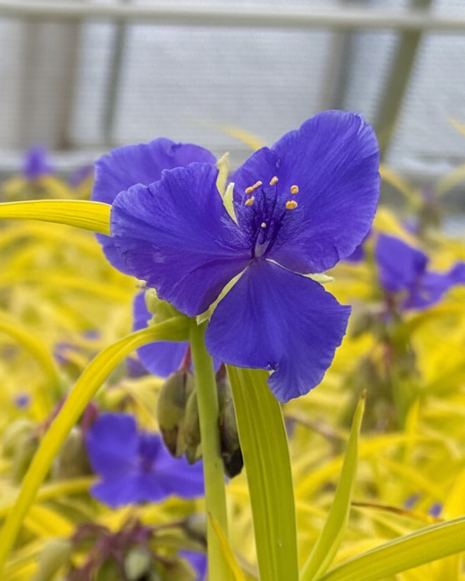 Tradescantia andersoniana 'Sweet Kate' (Spiderwort) – Perennial