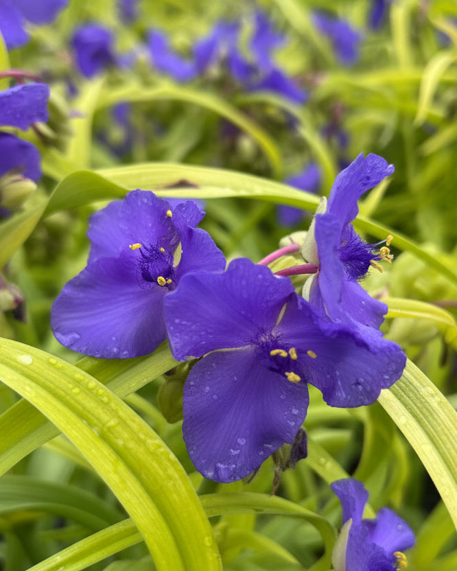 Tradescantia andersoniana 'Sweet Kate' (Spiderwort)