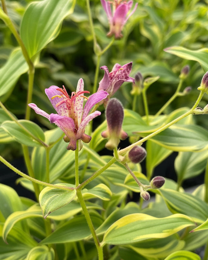 Tricyrtis formosana 'Samurai' (Toad Lily)