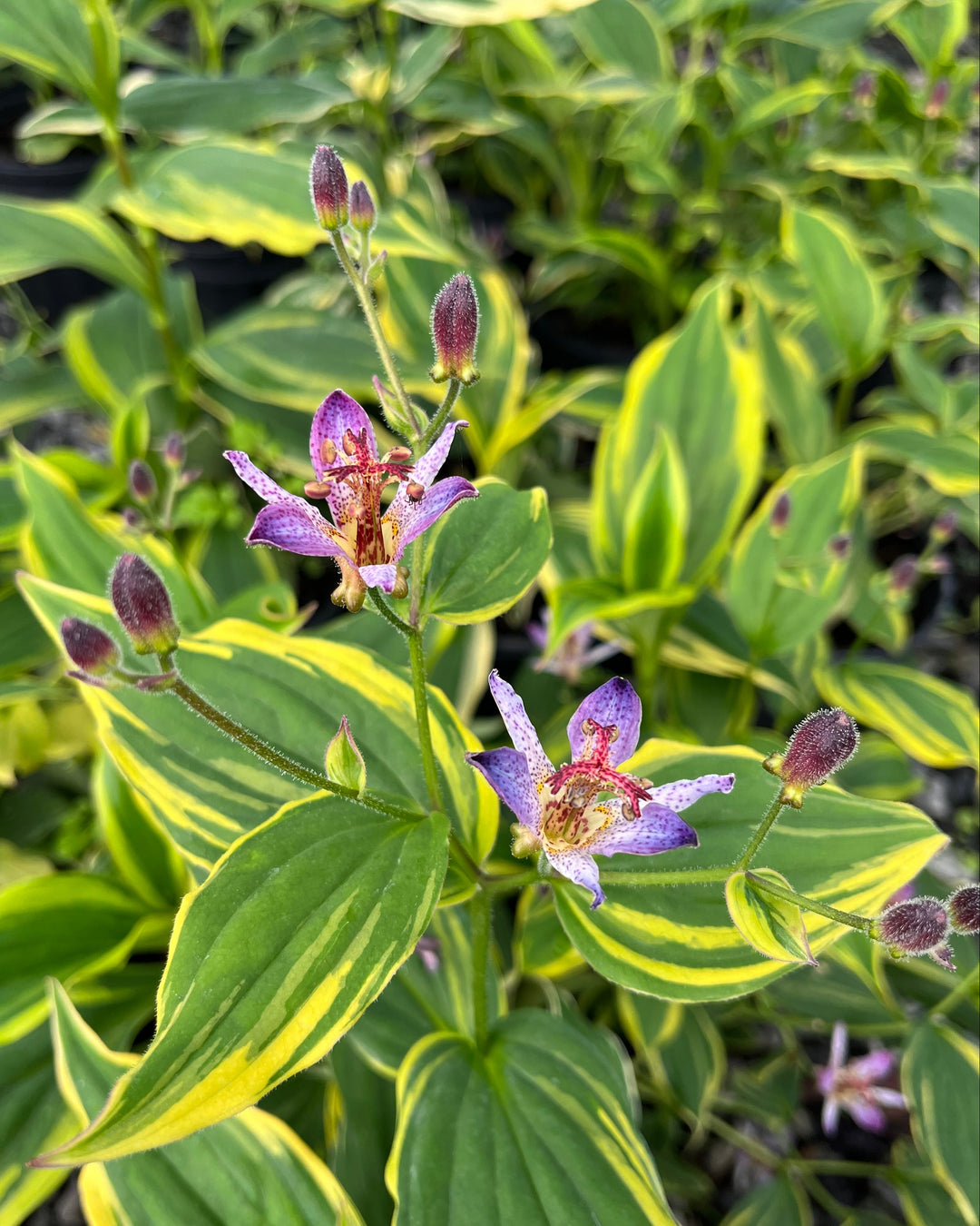 Tricyrtis formosana 'Samurai' (Toad Lily)
