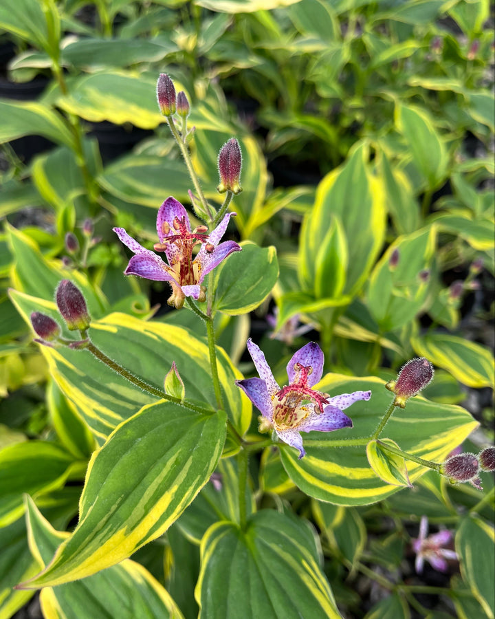 Tricyrtis formosana 'Samurai' (Toad Lily)