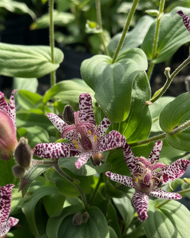 Tricyrtis formosana 'Samurai' (Toad Lily)