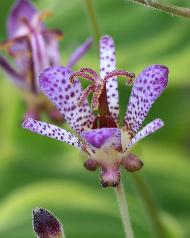 Tricyrtis formosana 'Autumn Glow' (Toad Lily)