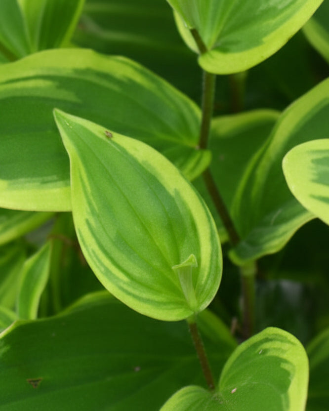 Tricyrtis formosana 'Autumn Glow' (Toad Lily)