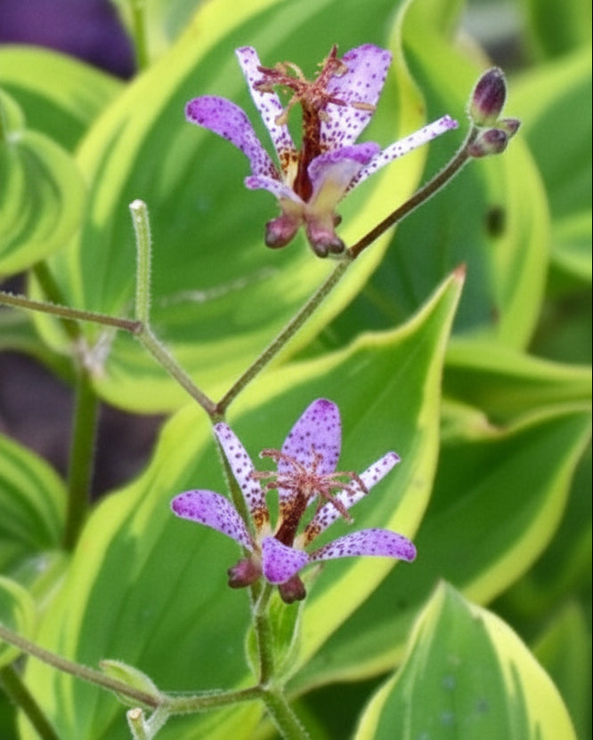Tricyrtis formosana 'Autumn Glow' (Toad Lily)