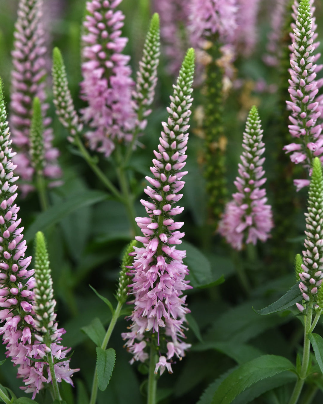 Veronica longifolia Skyward™ Light Pink (Long-leafed Speedwell)