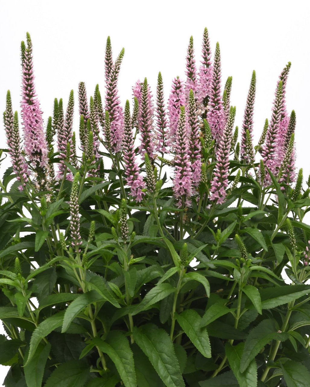 Veronica longifolia Skyward™ Light Pink (Long-leafed Speedwell)