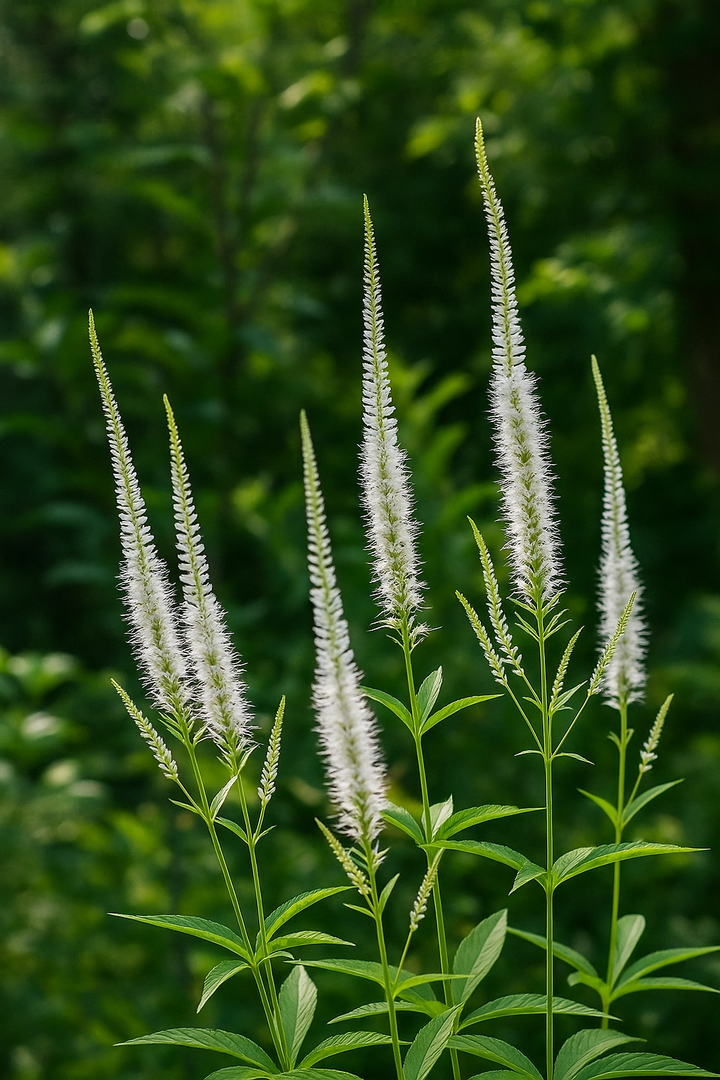 Veronicastrum virginicum (Culver's Root)