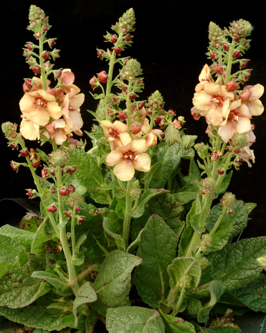 Verbascum x ‘Honey Dijon’ (Mullein)