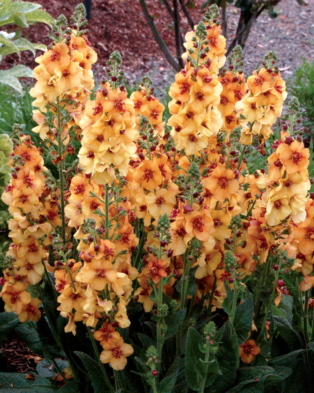 Verbascum x ‘Honey Dijon’ (Mullein)