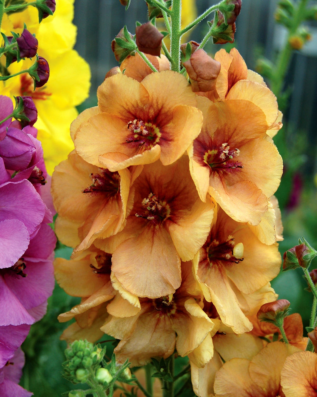 Verbascum x ‘Honey Dijon’ (Mullein)
