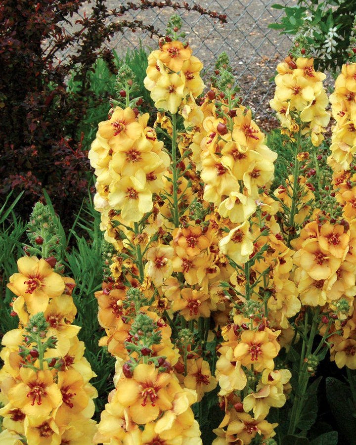 Verbascum x ‘Honey Dijon’ (Mullein)