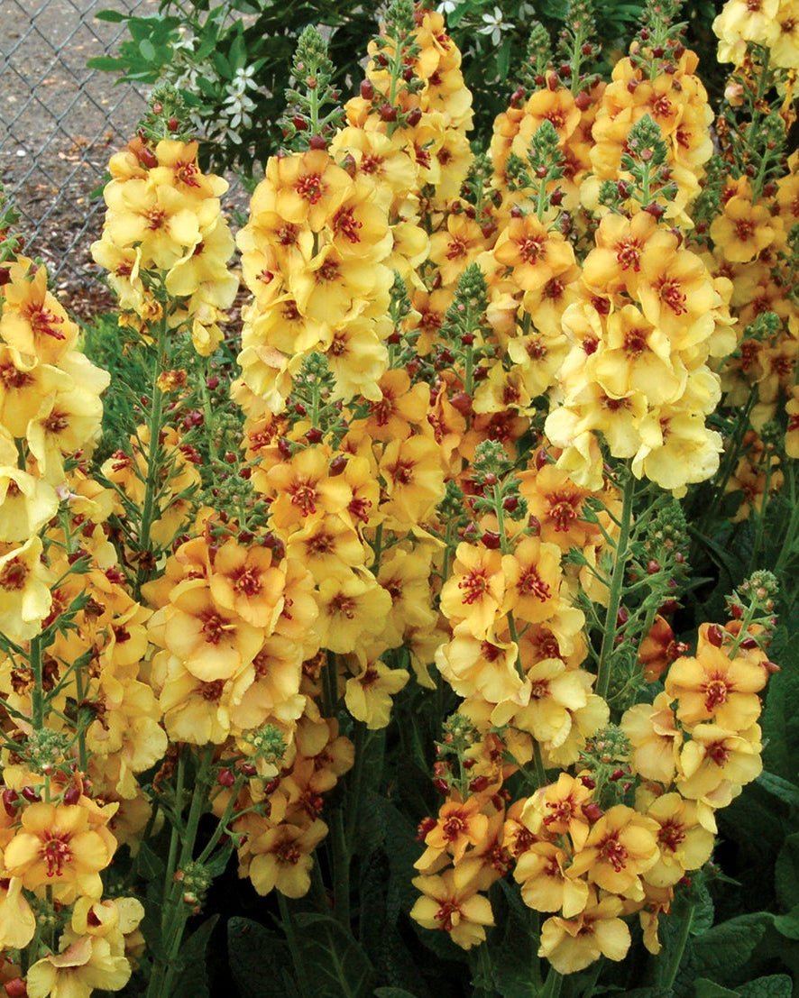 Verbascum x ‘Honey Dijon’ (Mullein)