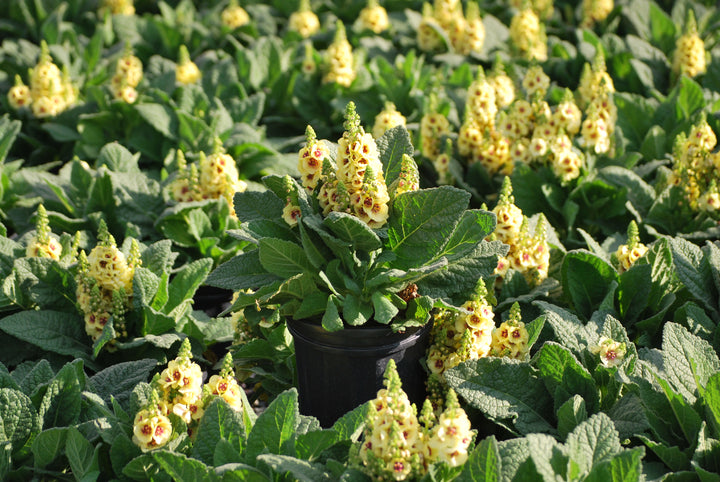 Verbascum x 'Dark Eyes' (Mullein)