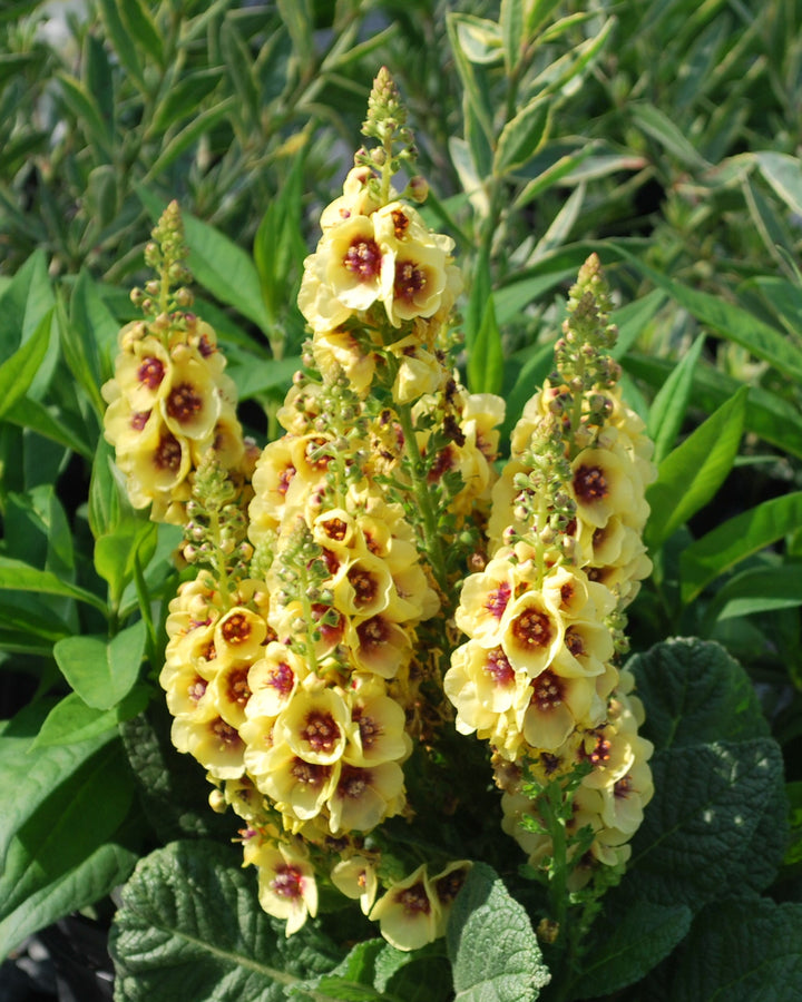 Verbascum x 'Dark Eyes' (Mullein)