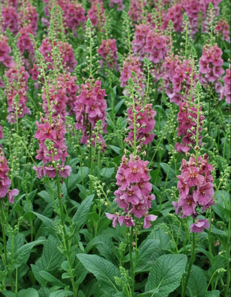 Verbascum x 'Plum Smokey' (Mullein)