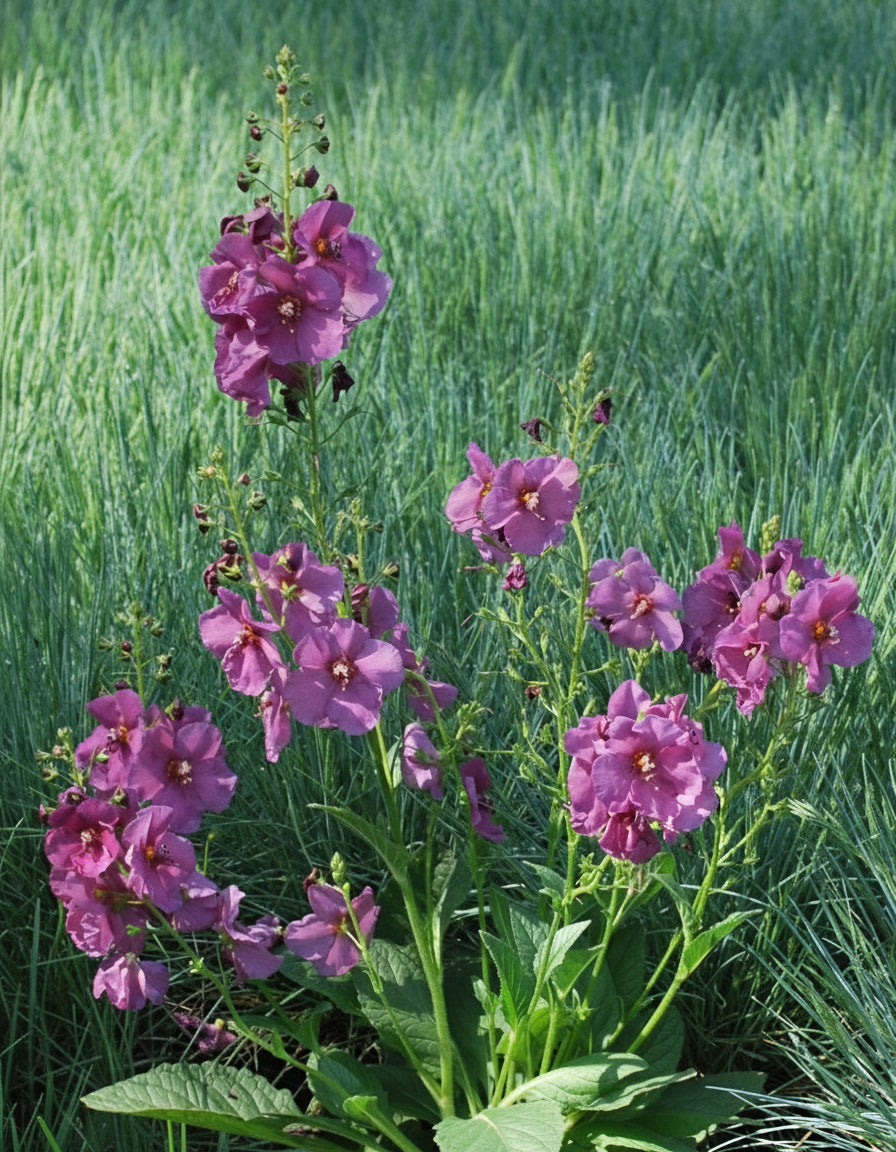 Verbascum x 'Plum Smokey' (Mullein)