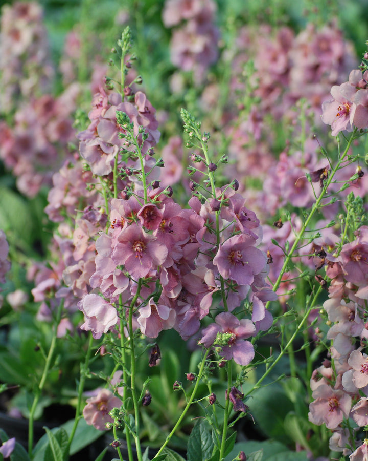 Verbascum x 'Plum Smokey' (Mullein)