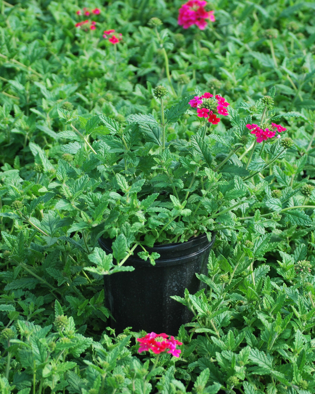 Verbena EnduraScape™ Hot Pink (Vervain)