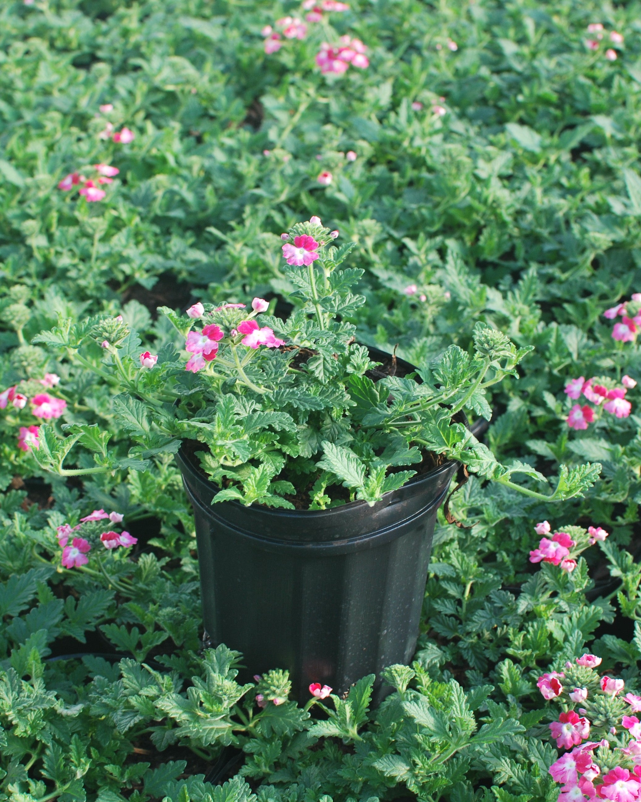 Verbena EnduraScape™ Pink Fizz (Vervain) – Perennial Farm Marketplace