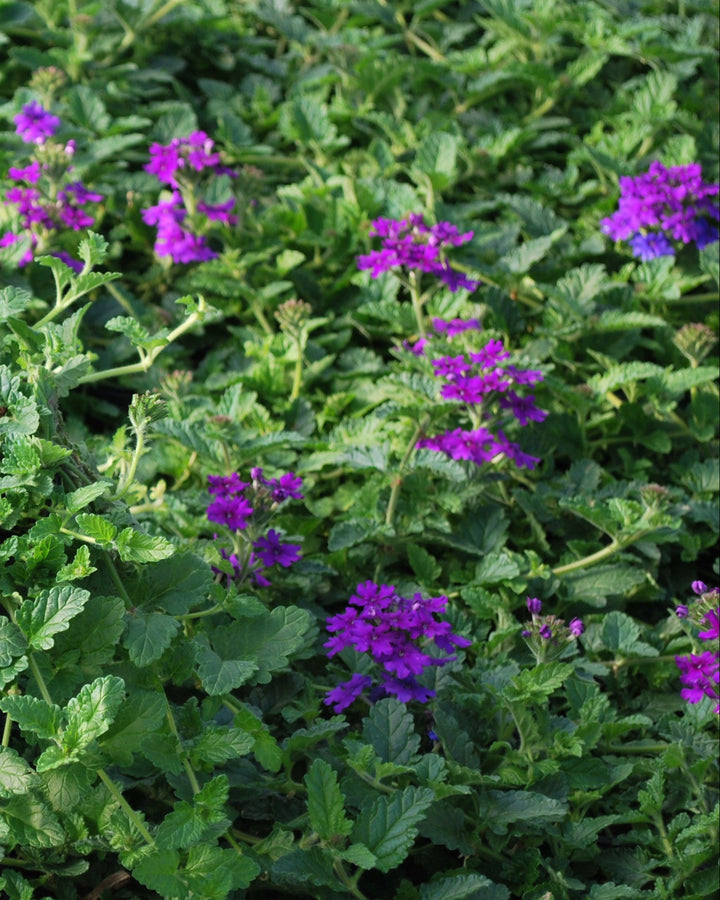 Verbena EnduraScape™ Purple (Vervain)