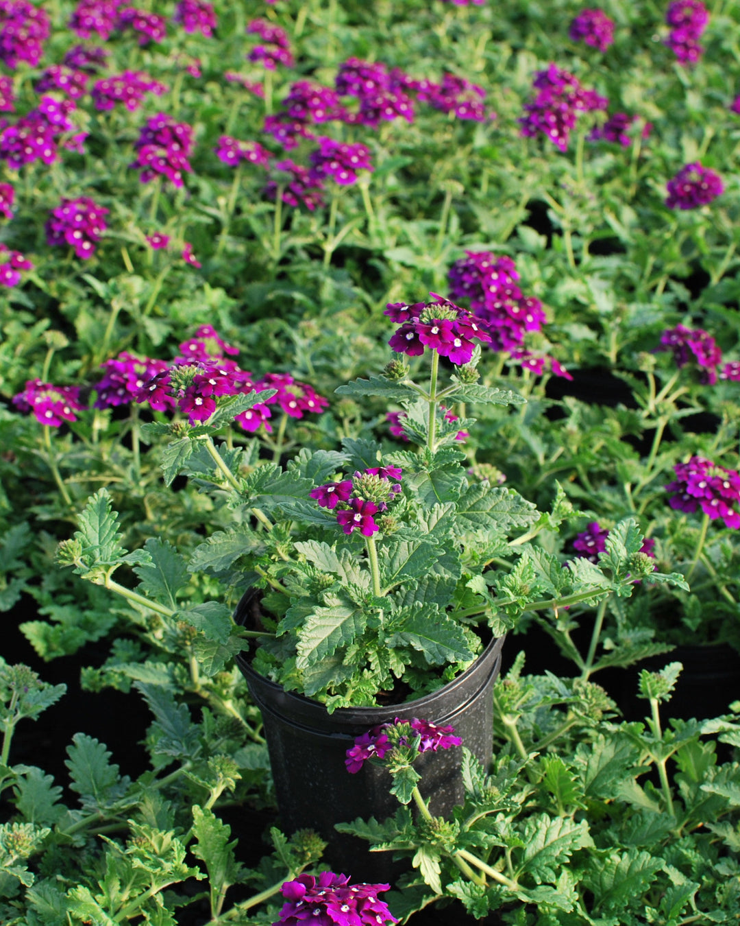 Verbena EnduraScape™ Purple (Vervain)
