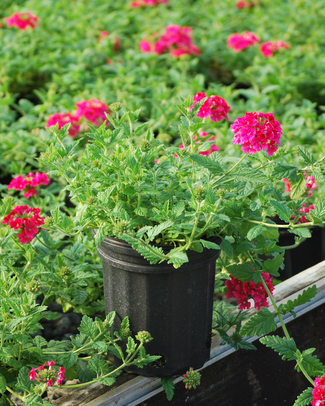 Verbena EnduraScape™ Hot Pink (Vervain)