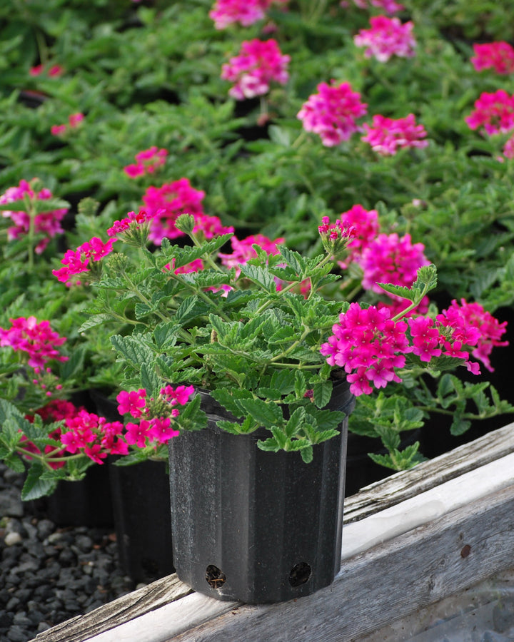 Verbena EnduraScape™ Hot Pink (Vervain)