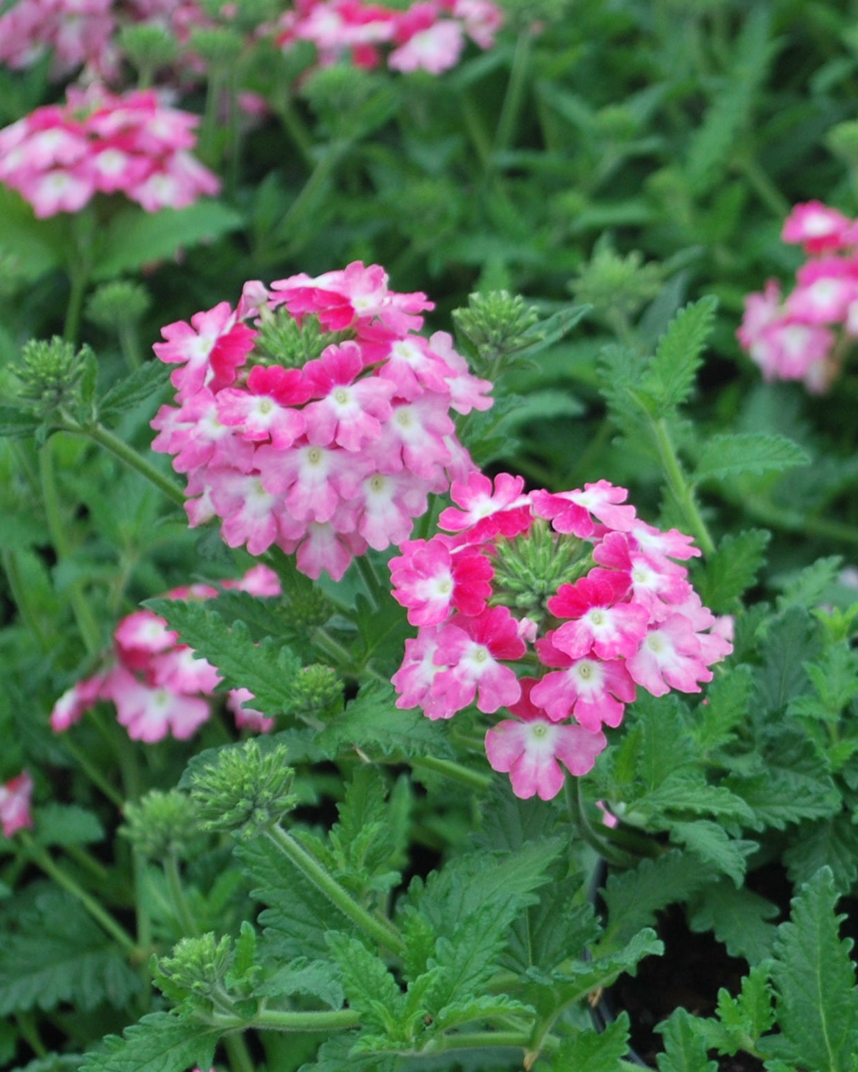 Verbena EnduraScape™ Pink Fizz (Vervain) – Perennial Farm Marketplace