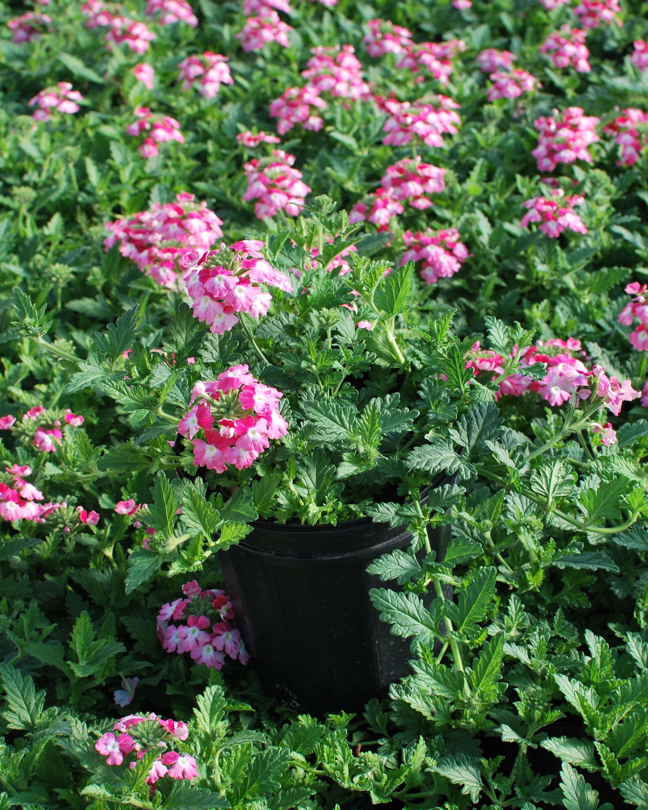 Verbena EnduraScape™ Pink Fizz (Vervain) – Perennial Farm Marketplace
