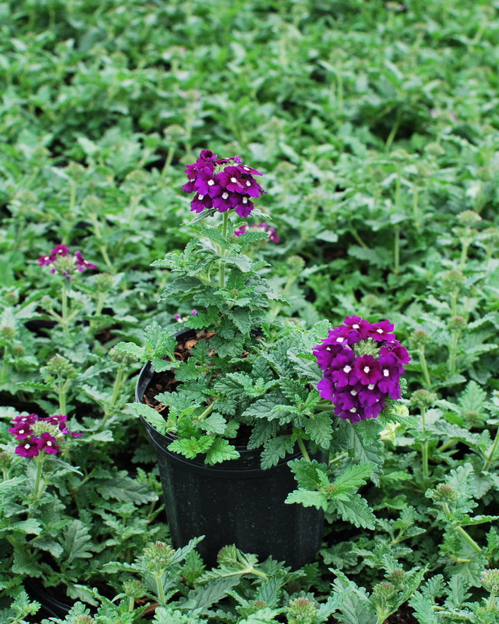 Verbena EnduraScape™ Purple (Vervain)