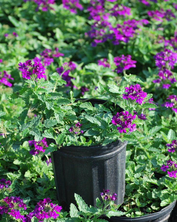 Verbena EnduraScape™ Purple (Vervain)