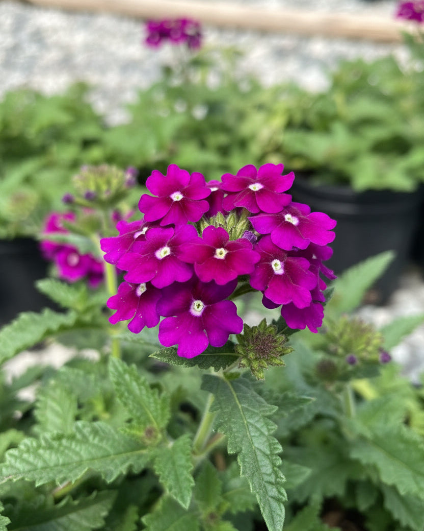 Verbena EnduraScape™ Purple (Vervain)