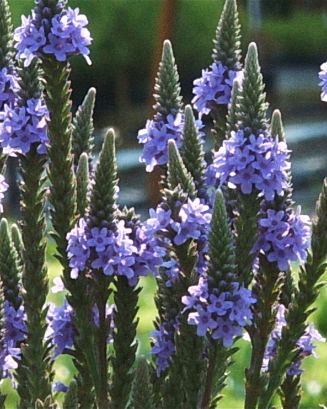 Verbena hastata (Blue Vervain)