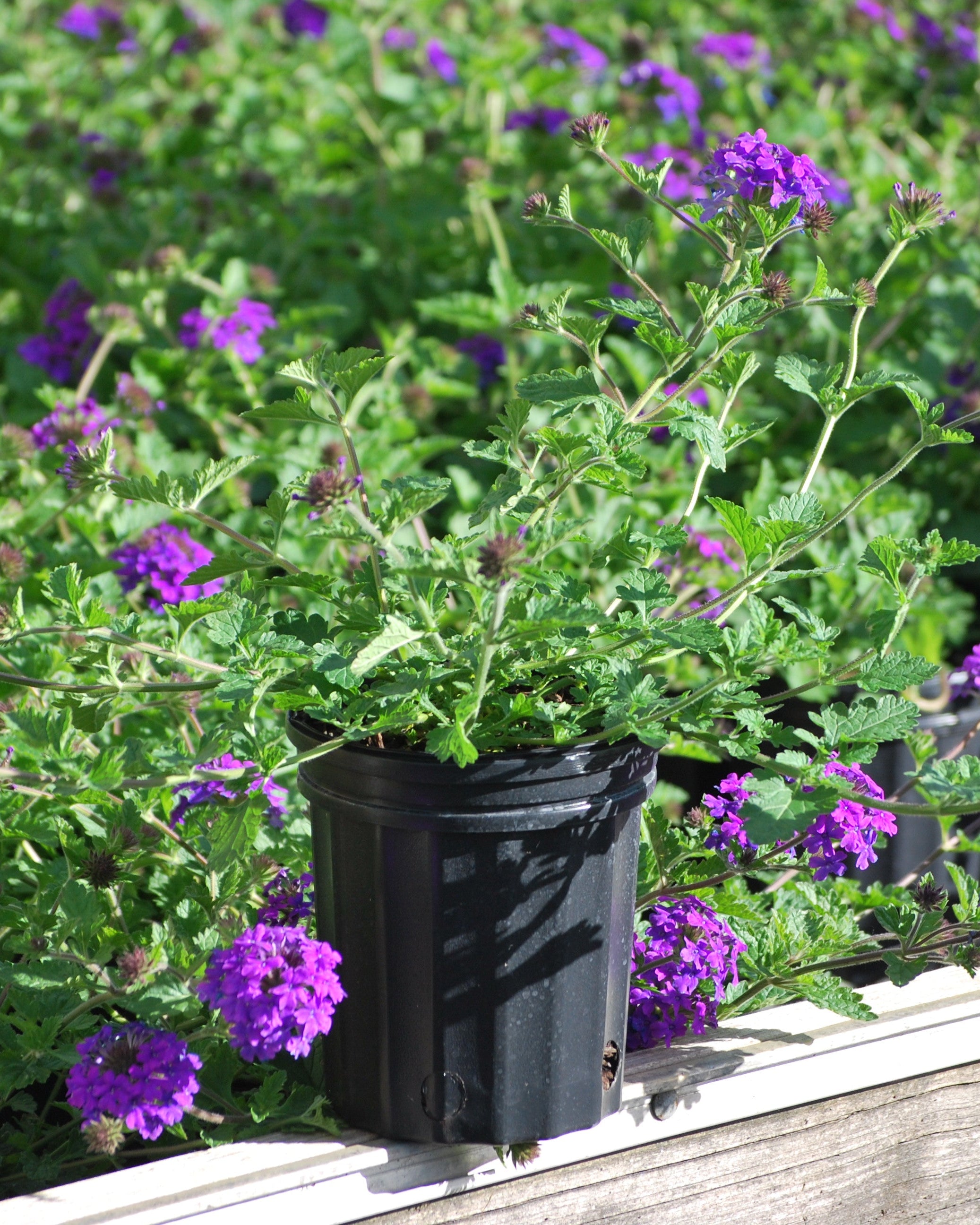 Verbena x 'Homestead Purple' (Vervain) – Perennial Farm Marketplace