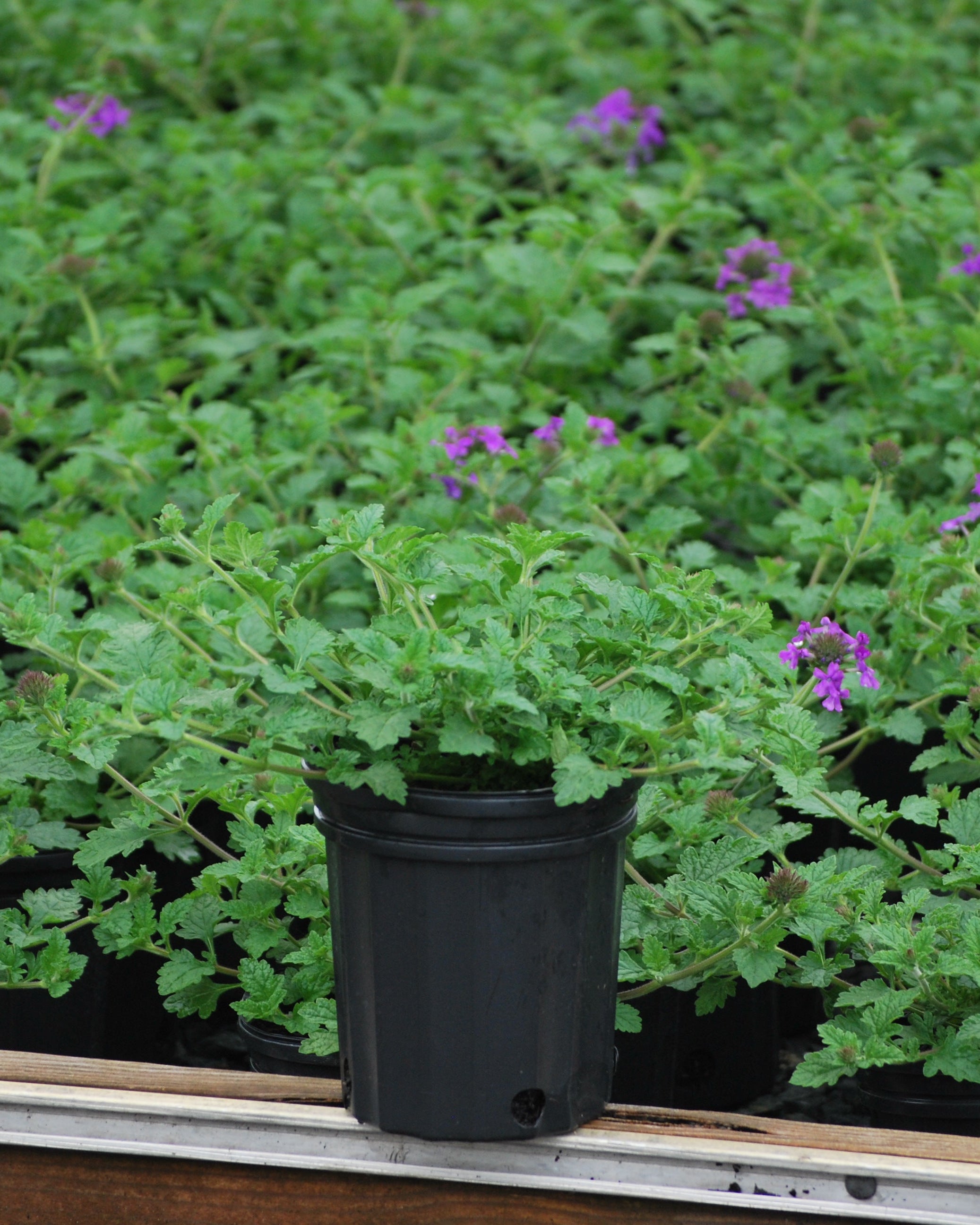 Verbena x 'Homestead Purple' (Vervain) – Perennial Farm Marketplace