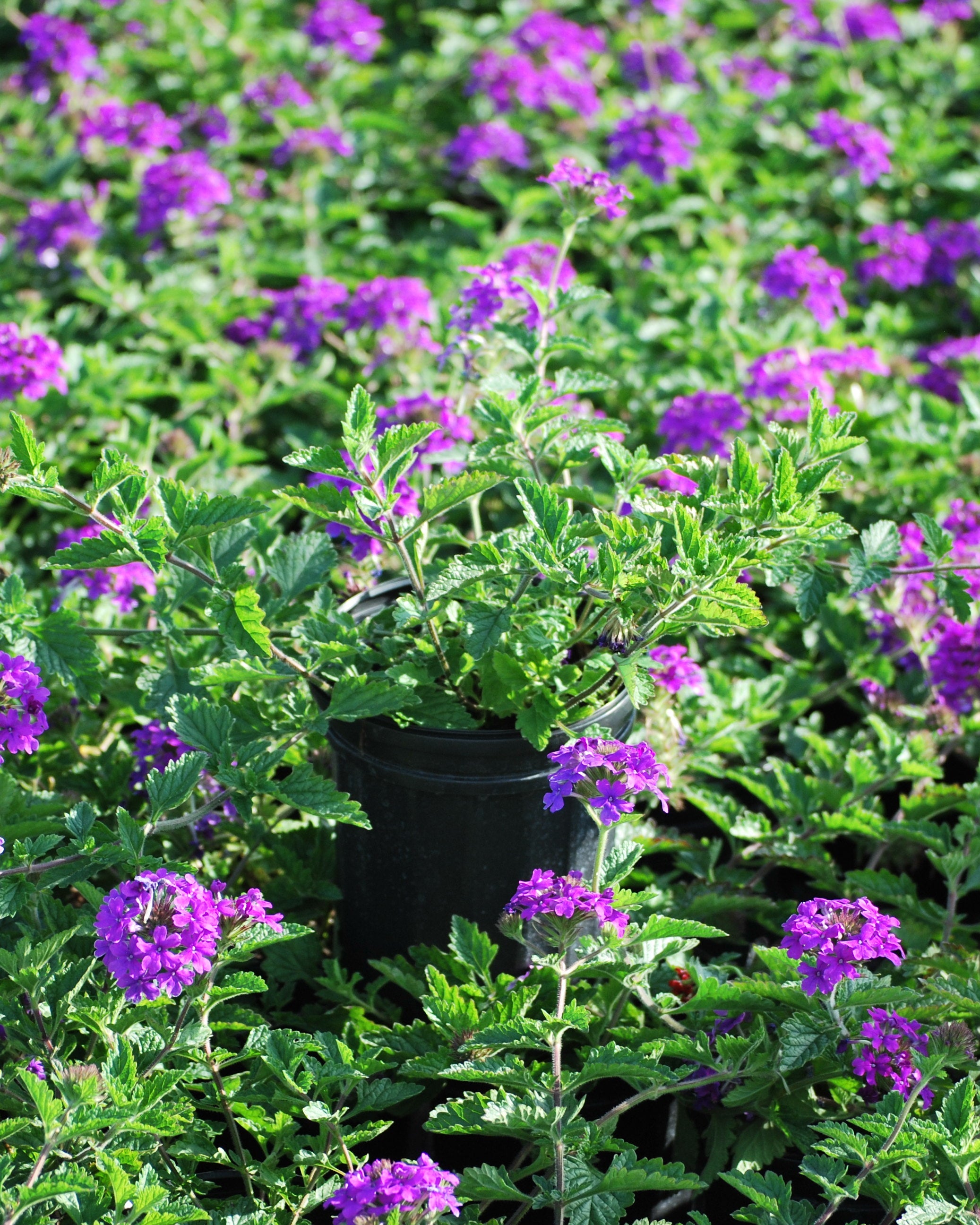 Verbena x 'Homestead Purple' (Vervain) – Perennial Farm Marketplace